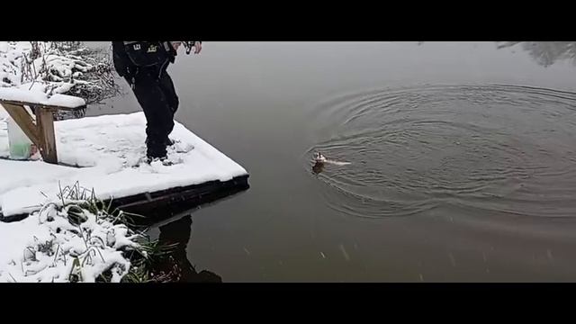 Светлые Горы Щука 15.11.2025г. смотреть онлайн