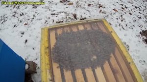 Влага в улье зимовка в эппс и дереве