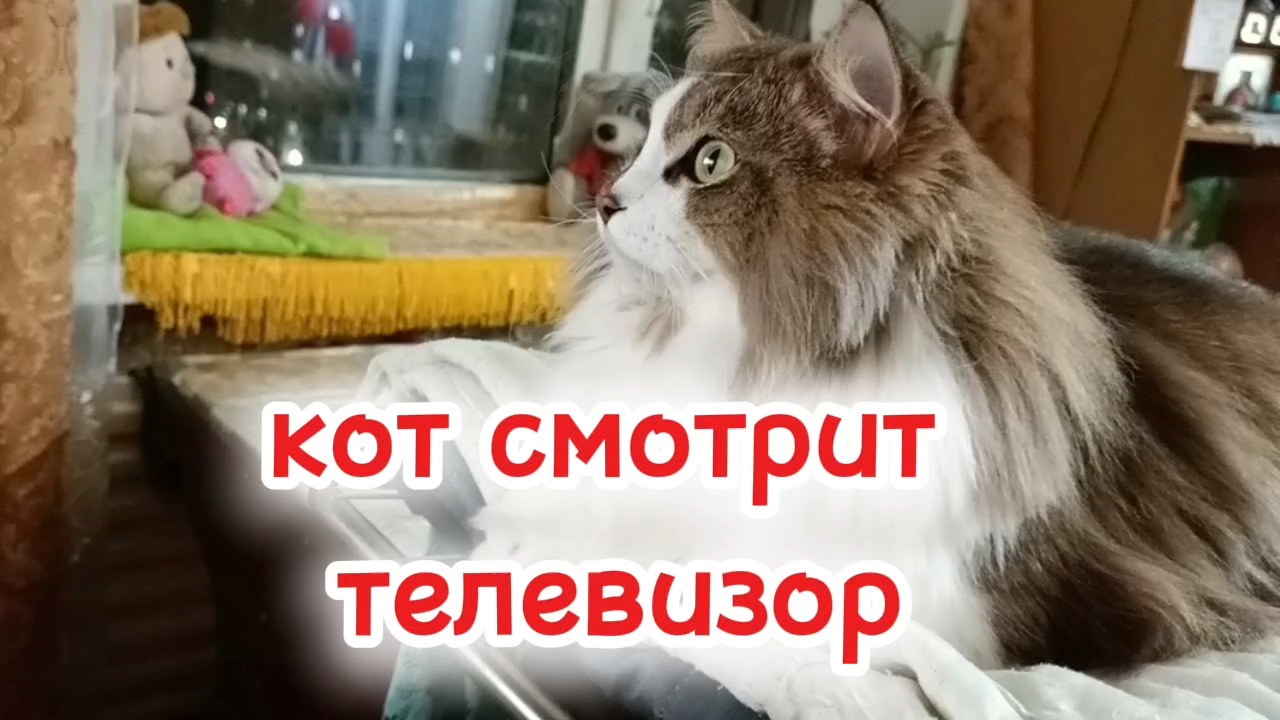 Кот смотрит телевизор. смотреть онлайн