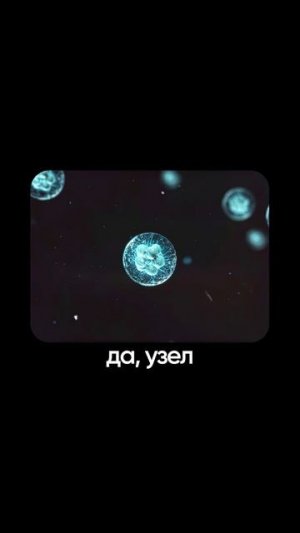 Как устроен МОЗГ ОСЬМИНОГА? | Глеб Соломин, Никитин, Алипов