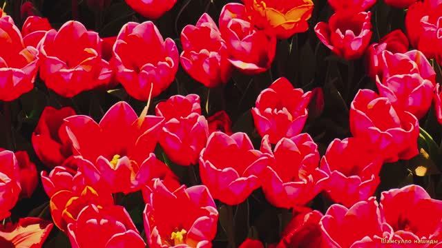 Коран сура Аль-Маида видео 4к Миншави -Minshawiy