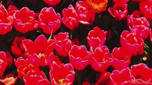 Коран сура Аль-Маида видео 4к Миншави -Minshawiy