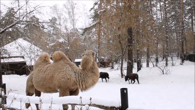 Верблюдица Рози хотела лизнуть пони, но она на неё гавкнула, позже и Рози на пони зашипела 13.11.25 смотреть онлайн