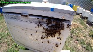 Прилетел рой пчел в открытый улей