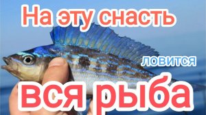 Поймал кефаль, окуня и даже зубаря! Что даёт бомбарда на море? Моя утренняя рыбалка в Алуште.