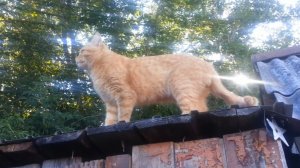 Кошки-ангелы. Часть 2