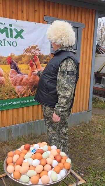 КАКОГО ЦВЕТА ВАШИ КУРЫ БУДУТ НЕСТИ ЯЙЦО! 15.11.2025 ГОД. смотреть онлайн