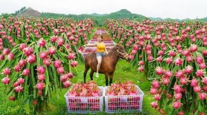 Соберите много питахайи, чтобы продать на местном рынке.