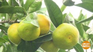 Мандарины поспели. Скоро Новый год! Доброе утро. Суббота. Фрагмент выпуска от 15.11.2025