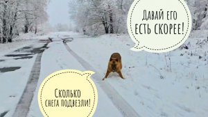 Псу Кубику зиму подвезли! Спасаем лягушеньку из-под снега. Календари на ВБ!