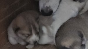 Утренняя подкормка Чезы