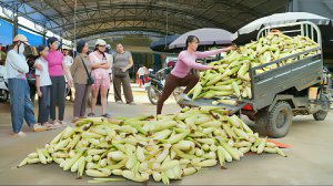 Собираю свежие клейкие початки кукурузы, и везу на грузовике на рынок продавать. Жизнь во Вьетнаме