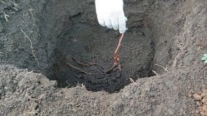 Правильная посадка саженца винограда.
Продажа саженцев винограда по РФ. Евгений РОМАН.