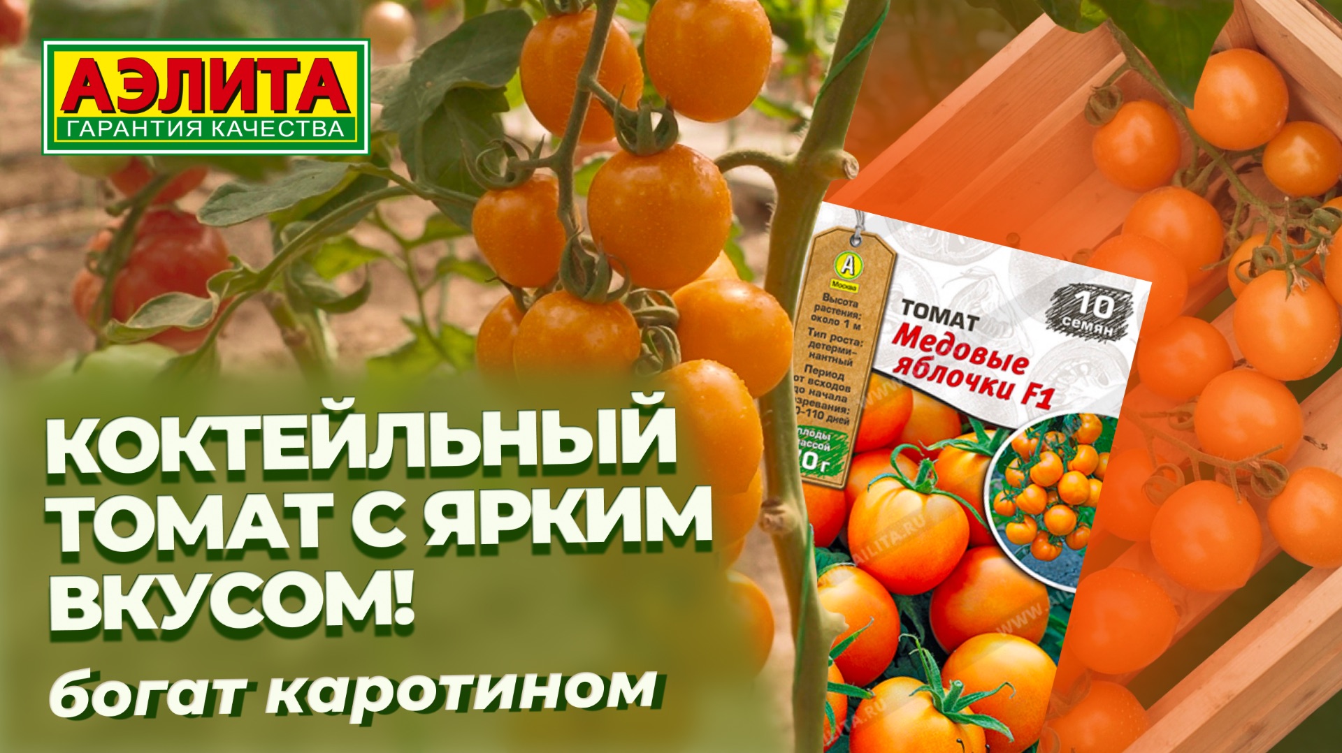 Очень вкусный коктейльный томат МЕДОВЫЕ ЯБЛОЧКИ F1. Богат каротином!