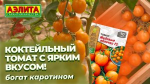 Очень вкусный коктейльный томат МЕДОВЫЕ ЯБЛОЧКИ F1. Богат каротином!