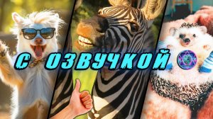 🔥 Приколы с котами! - С ОЗВУЧКОЙ! СМЕШНЫЕ КОТЫ! Самые смешные животные! Попробуй не засмеяться!