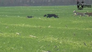 Охота на зайца с собаками сезон 2025-2026г (17 часть)