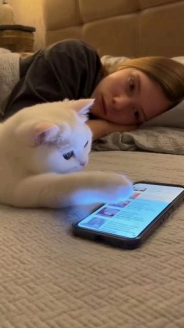 Кот скроллит ленту.