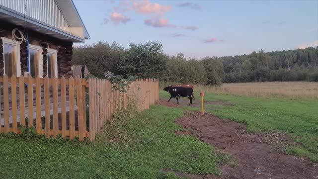Два старых дома в деревне | Привезли всю семью в деревню | Летняя кухня и баня в деревне | Наш быт смотреть онлайн