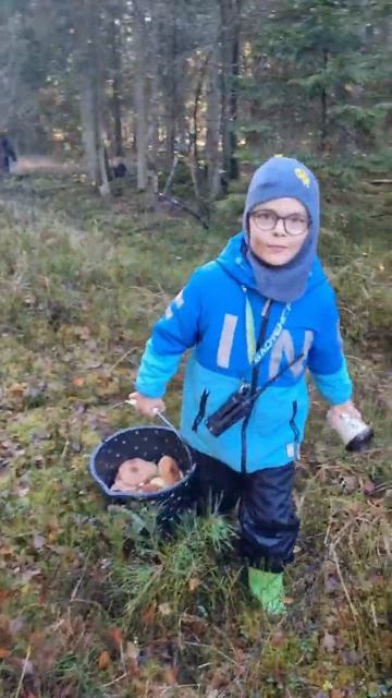 За грибами всей семьей. ОСЕННИЙ ПОЗДНИЙ ОПЕНОК ( (Armillaria borealis) смотреть онлайн