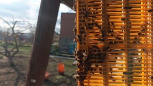 Итог одну матку оставили.