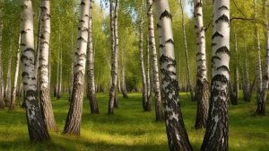Футаж. Берёзовая роща.