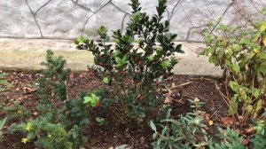 Ноябрь в южном вечнозелёном саду. Мои покупки🌿. 16 ноября 2025.