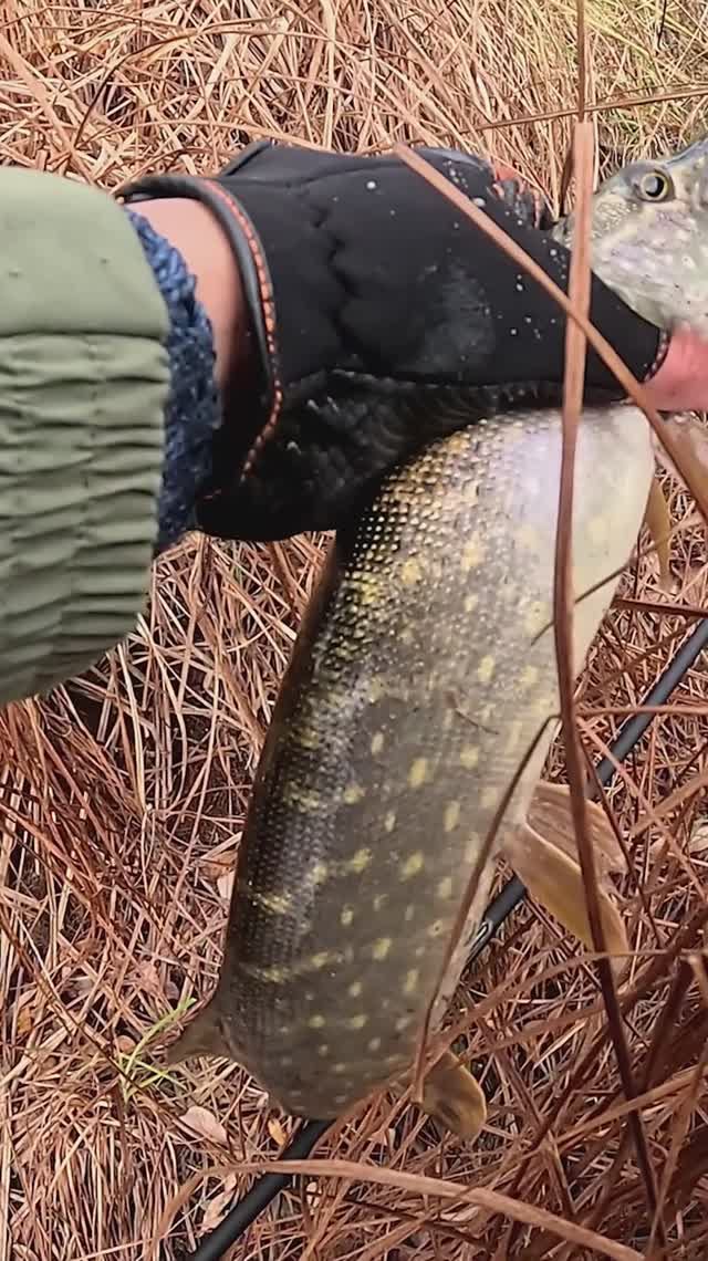 Щука на Narval Choppy Tail