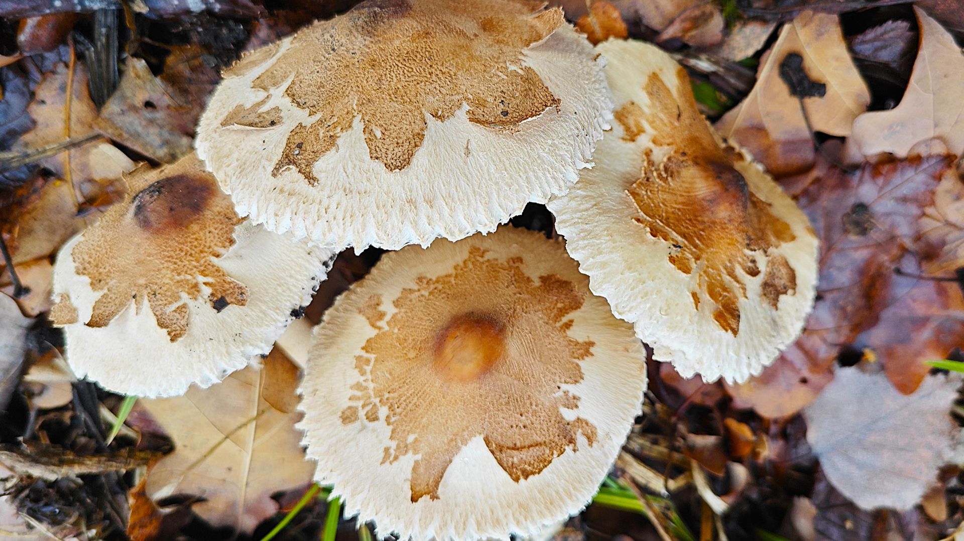 Грибная жизнь в лесопарках продолжается !