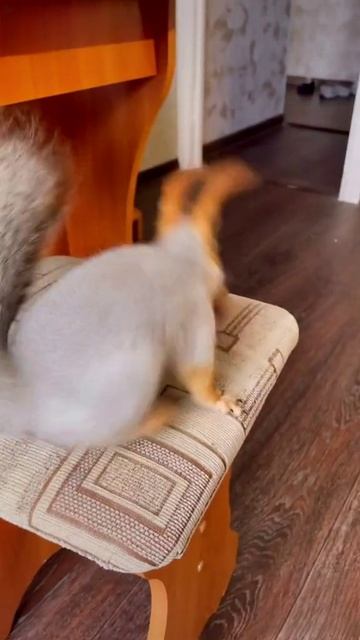 Про белочку! смотреть онлайн