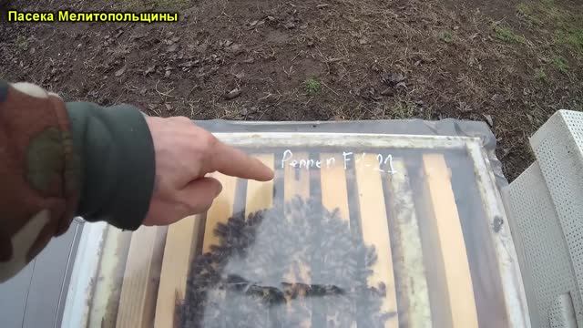 Зимовка пчел в ульях ППУ ППС и Дереве наличие влаги смотреть онлайн