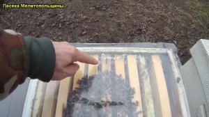 Зимовка пчел в ульях ППУ ППС и Дереве наличие влаги