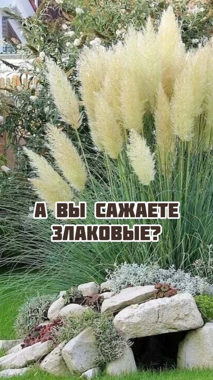 А Вы сажаете злаковые? смотреть онлайн