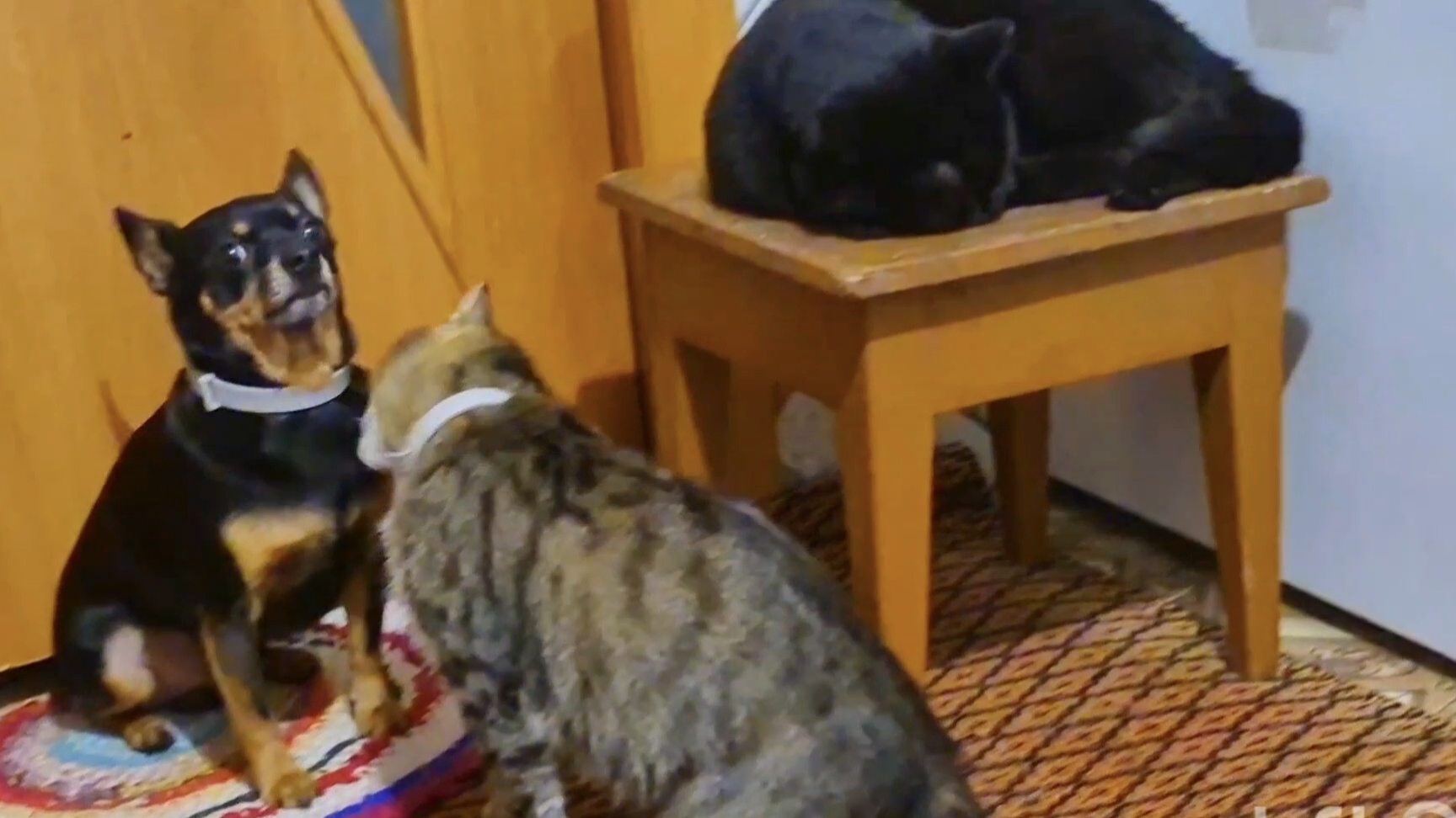 Жизнь простой Семьи в Деревне,Пришлось закрыть их в комнате,Сельчане смотреть онлайн