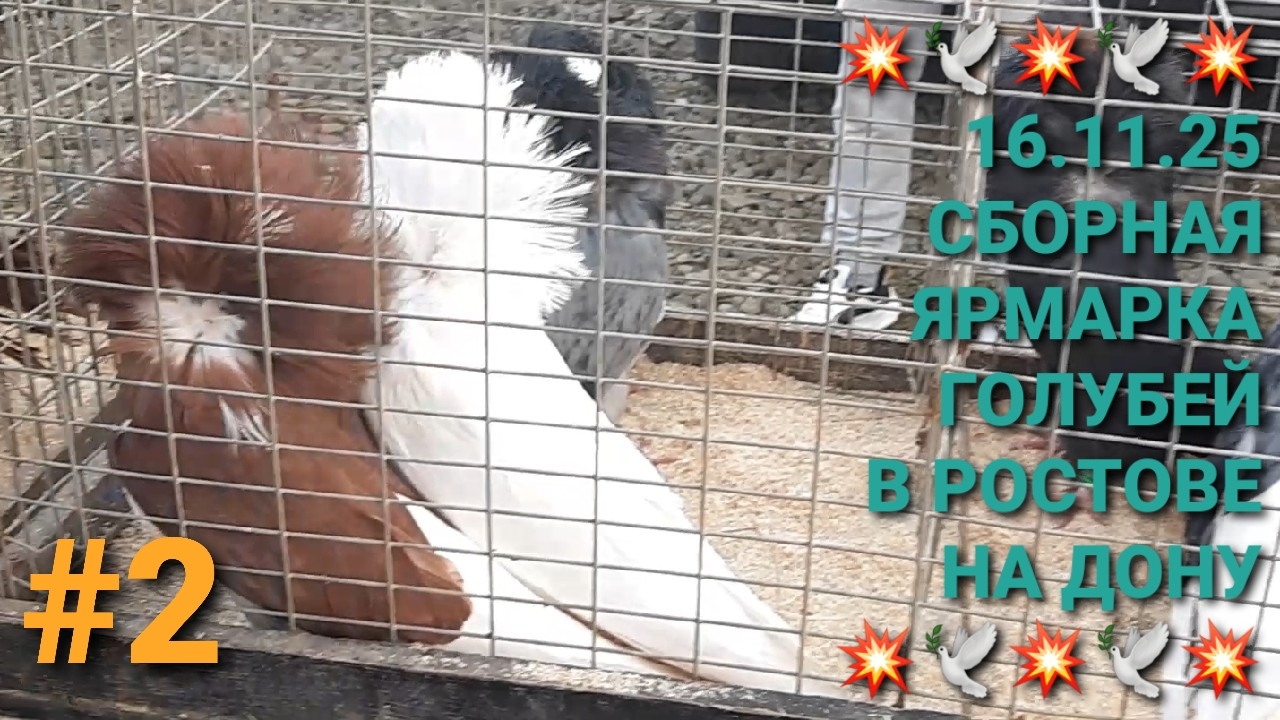 💥🕊💥 16.11.25 Птичий рынок в г.Аксай. Сборная ярмарка голубей. Часть 2. Николаевские голуби. смотреть онлайн