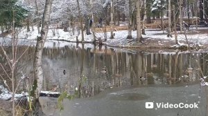 Прогулка к пруду. Трехгорка Одинцово. 16.11.25.