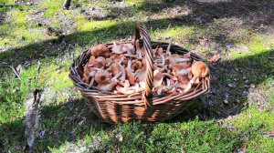 Снова опята на березах: как найти много осенних опят в лесу 🍄