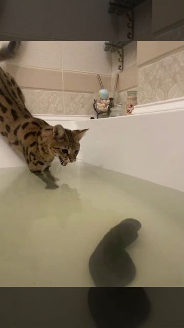 06a4c2e4-34fb-4975-a9c0-cbfb134f09a3 смотреть онлайн