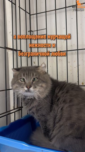 Саваж ждёт вас в приюте #Муркоша смотреть онлайн