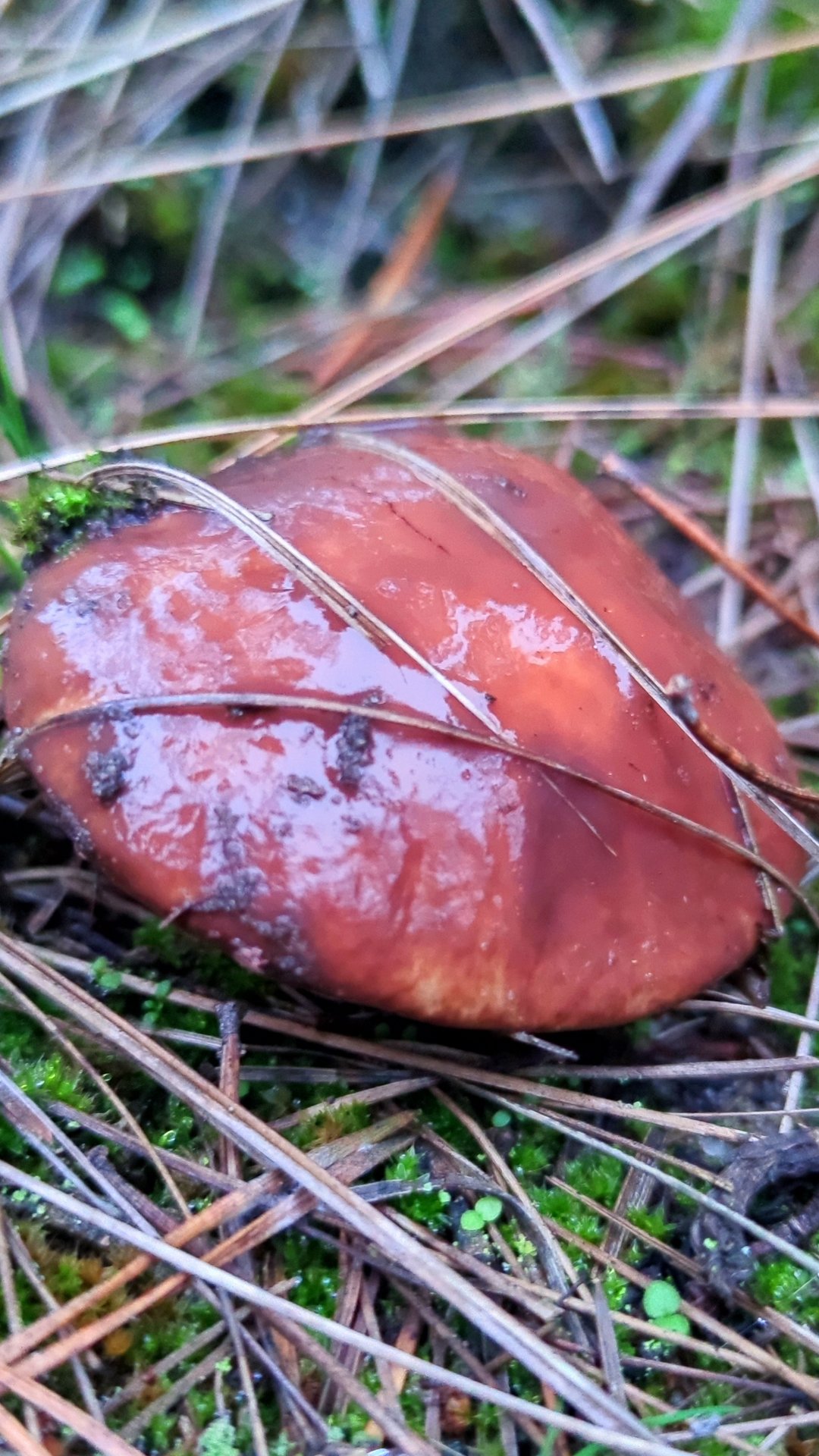 СБОР ГРИБОВ 15.11.2025