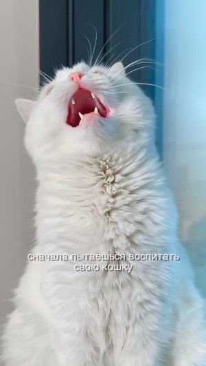 Когда пытаешься воспитать свою кошку...