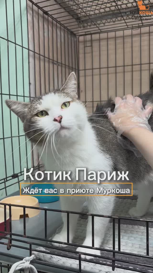 Париж ждёт вас в приюте #Муркоша смотреть онлайн