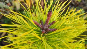 Ростовые почки у молодых хвойных в конце сезона.