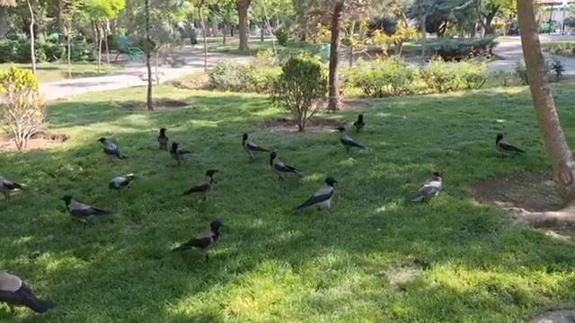 Много курицы для бродячих кошек (апрель 2025 года) смотреть онлайн