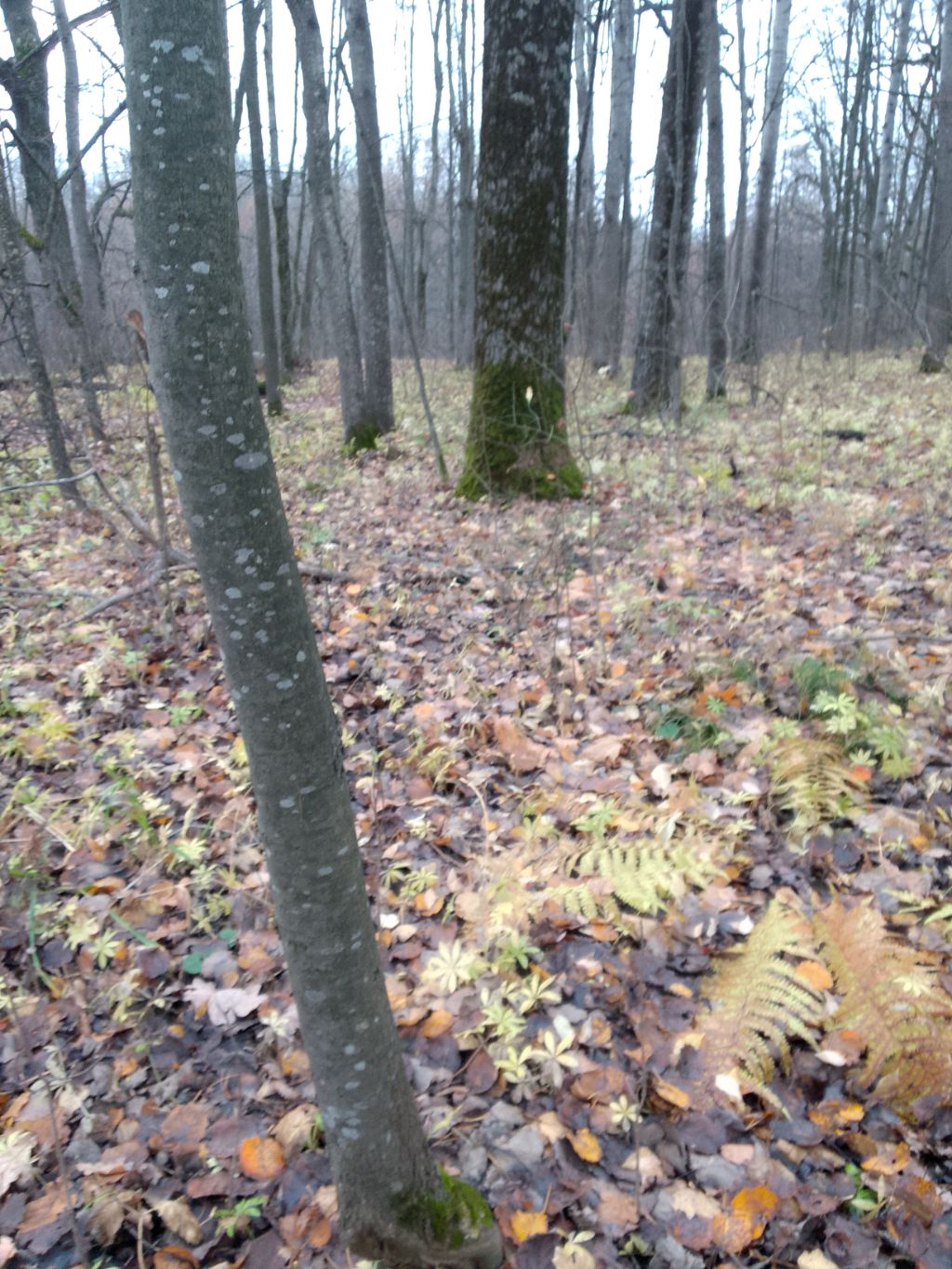 стрим смотреть онлайн