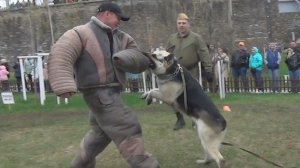 Восточноевропейская овчарка