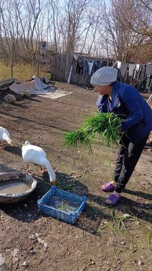 Деревня Село Двор