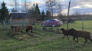 Уй олган Ўзбегимни зиёрат қилдим Чорва - Дехқончилик бошлади