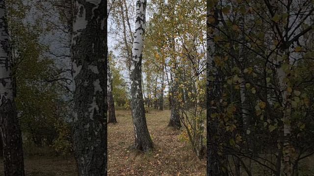 Нептун 500Р + Mercury 115 EFI 4T.mp4 смотреть онлайн