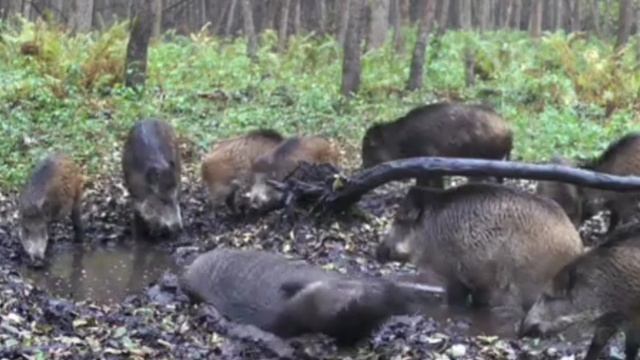 Фото ловушка кабаны смотреть онлайн